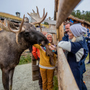 En elgfamilie holder også til på Glittersjå. Foto: Marius Gulliksrud, Stella Pictures